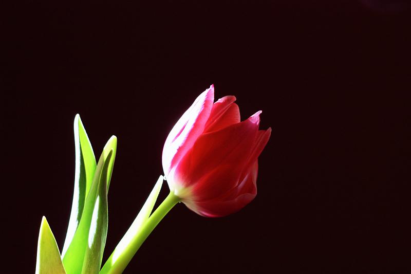 IMG_3161 copy.jpg - Tulip